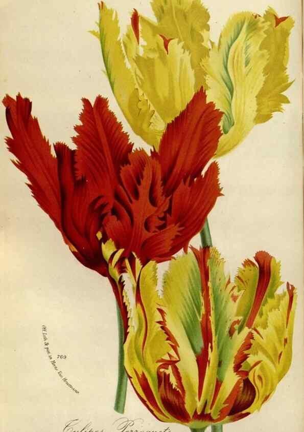 Reproducción/Reproduction 49588271741: Flore des serres et des jardins de l'Europe. A Gand :chez Louis van Houtte, eÌditeur,1845-1880.. 