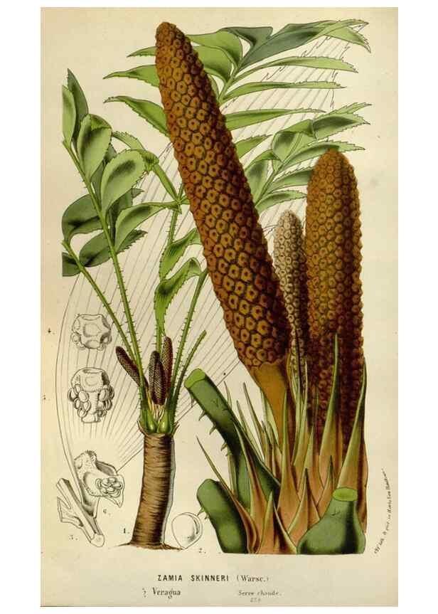 Reproducción/Reproduction 49588515702: Flore des serres et des jardins de l'Europe. A Gand :chez Louis van Houtte, eÌditeur,1845-1880.. 