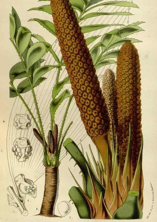 Reproducción/Reproduction 49588515702: Flore des serres et des jardins de l'Europe. A Gand :chez Louis van Houtte, eÌditeur,1845-1880.. 