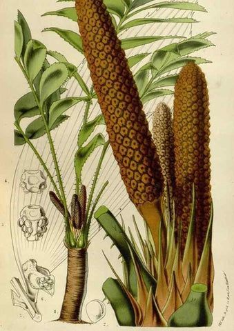 Reproducción/Reproduction 49588515702: Flore des serres et des jardins de l'Europe. A Gand :chez Louis van Houtte, eÌditeur,1845-1880.. 
