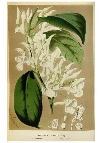 Reproducción/Reproduction 49588273311: Flore des serres et des jardins de l'Europe. A Gand :chez Louis van Houtte, eÌditeur,1845-1880.. 