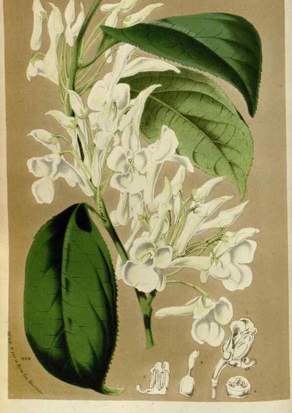 Reproducción/Reproduction 49588273311: Flore des serres et des jardins de l'Europe. A Gand :chez Louis van Houtte, eÌditeur,1845-1880.. 