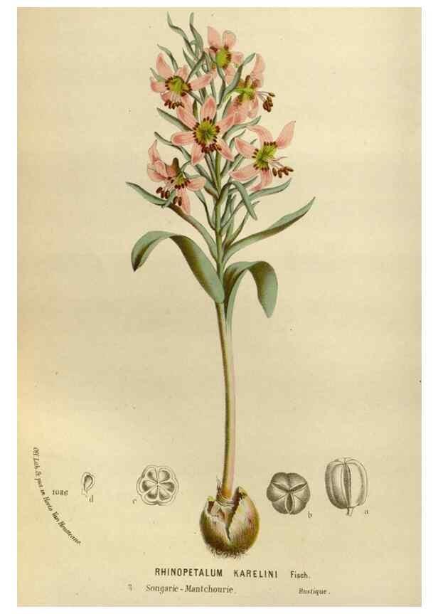 Reproducción/Reproduction 49587779513: Flore des serres et des jardins de l'Europe. A Gand :chez Louis van Houtte, eÌditeur,1845-1880.. 