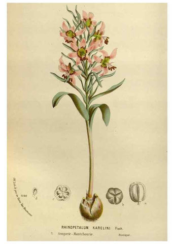 Reproducción/Reproduction 49587779513: Flore des serres et des jardins de l'Europe. A Gand :chez Louis van Houtte, eÌditeur,1845-1880.. 