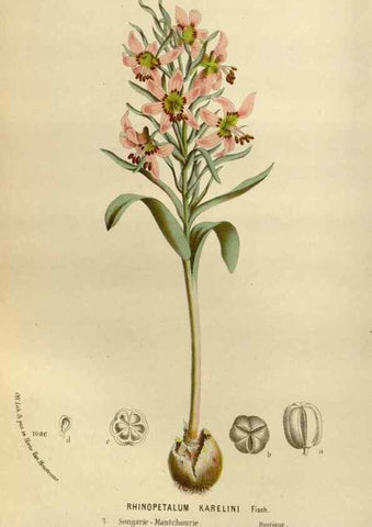 Reproducción/Reproduction 49587779513: Flore des serres et des jardins de l'Europe. A Gand :chez Louis van Houtte, eÌditeur,1845-1880.. 