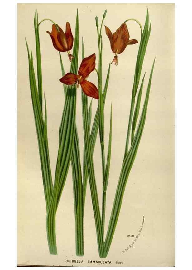 Reproducción/Reproduction 49588273951: Flore des serres et des jardins de l'Europe. A Gand :chez Louis van Houtte, eÌditeur,1845-1880.. 