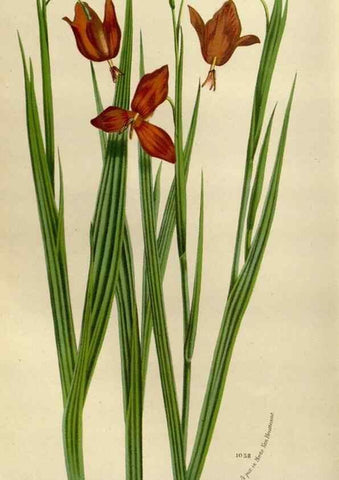 Reproducción/Reproduction 49588273951: Flore des serres et des jardins de l'Europe. A Gand :chez Louis van Houtte, eÌditeur,1845-1880.. 