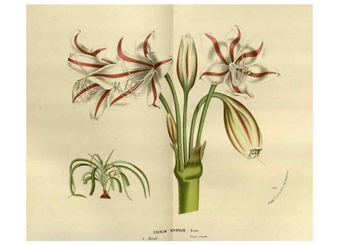 Reproducción/Reproduction 49588517897: Flore des serres et des jardins de l'Europe. A Gand :chez Louis van Houtte, eÌditeur,1845-1880.. 