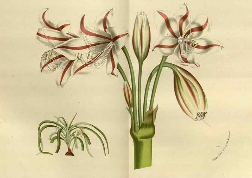 Reproducción/Reproduction 49588517897: Flore des serres et des jardins de l'Europe. A Gand :chez Louis van Houtte, eÌditeur,1845-1880.. 