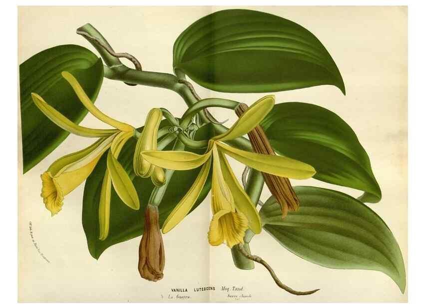 Reproducción/Reproduction 49588518182: Flore des serres et des jardins de l'Europe. A Gand :chez Louis van Houtte, eÌditeur,1845-1880.. 