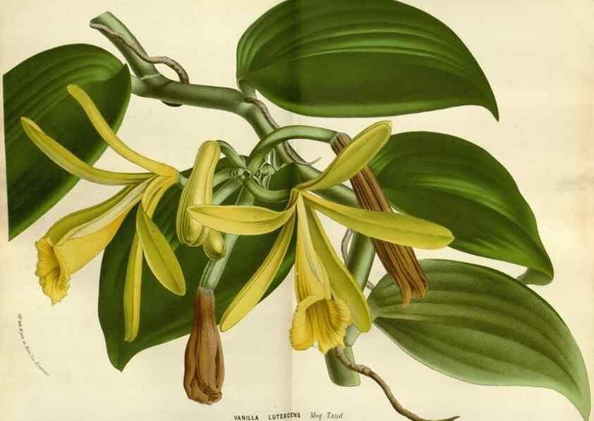 Reproducción/Reproduction 49588518182: Flore des serres et des jardins de l'Europe. A Gand :chez Louis van Houtte, eÌditeur,1845-1880.. 
