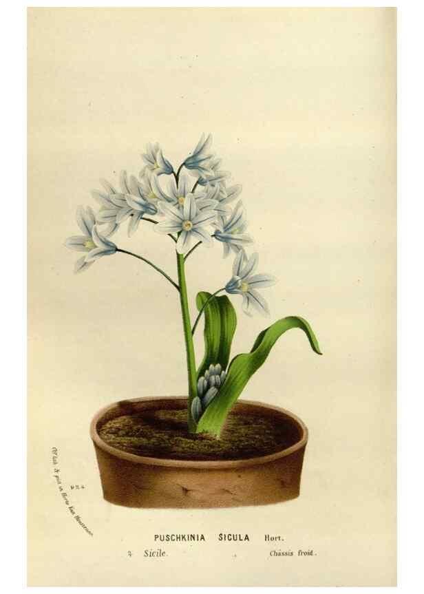 Reproducción/Reproduction 49588274831: Flore des serres et des jardins de l'Europe. A Gand :chez Louis van Houtte, eÌditeur,1845-1880.. 
