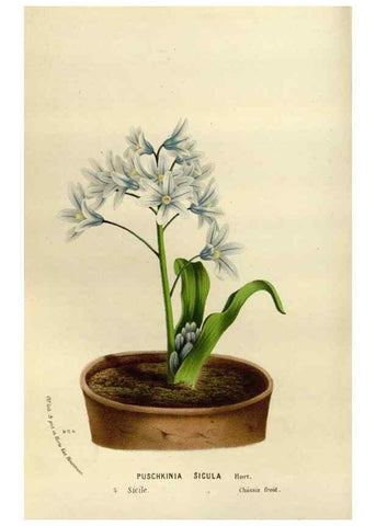 Reproducción/Reproduction 49588274831: Flore des serres et des jardins de l'Europe. A Gand :chez Louis van Houtte, eÌditeur,1845-1880.. 