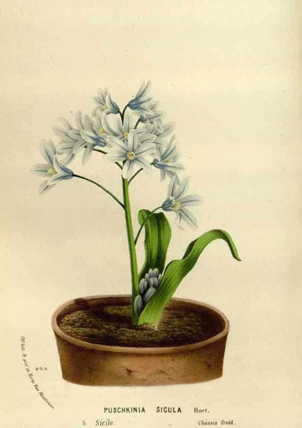 Reproducción/Reproduction 49588274831: Flore des serres et des jardins de l'Europe. A Gand :chez Louis van Houtte, eÌditeur,1845-1880.. 