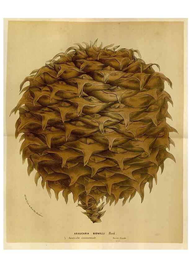 Reproducción/Reproduction 49588518807: Flore des serres et des jardins de l'Europe. A Gand :chez Louis van Houtte, eÌditeur,1845-1880.. 