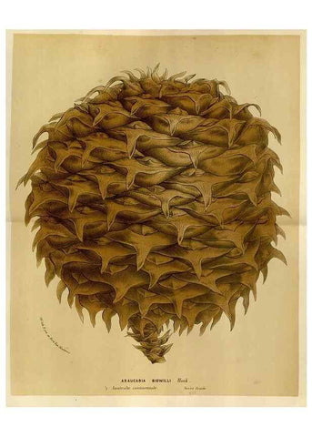 Reproducción/Reproduction 49588518807: Flore des serres et des jardins de l'Europe. A Gand :chez Louis van Houtte, eÌditeur,1845-1880.. 