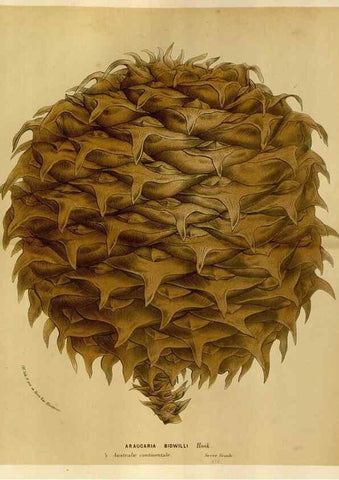 Reproducción/Reproduction 49588518807: Flore des serres et des jardins de l'Europe. A Gand :chez Louis van Houtte, eÌditeur,1845-1880.. 
