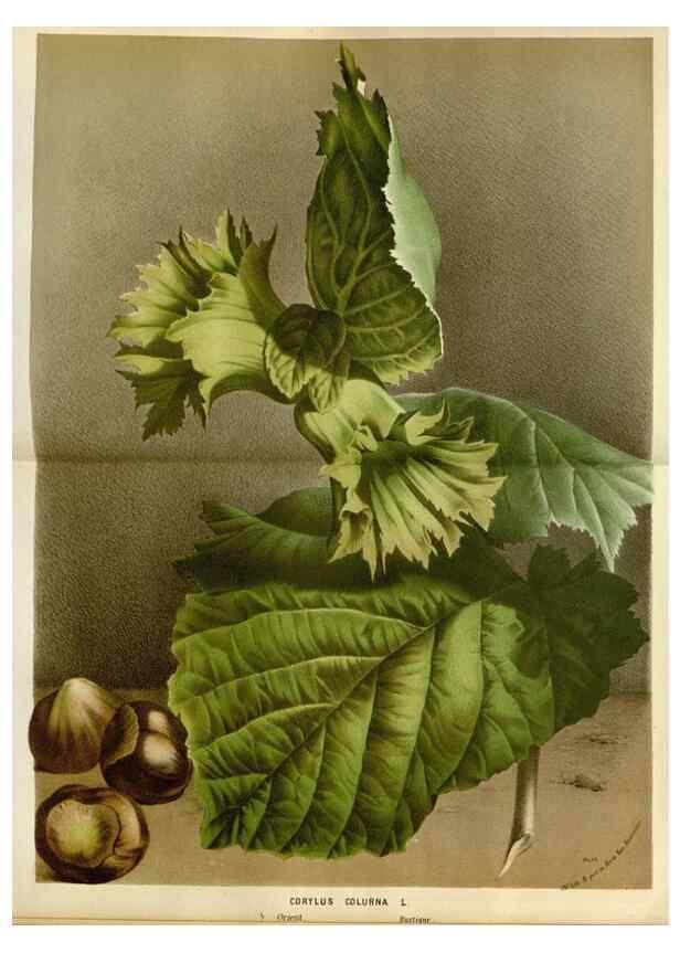 Reproducción/Reproduction 49588519147: Flore des serres et des jardins de l'Europe. A Gand :chez Louis van Houtte, eÌditeur,1845-1880.. 