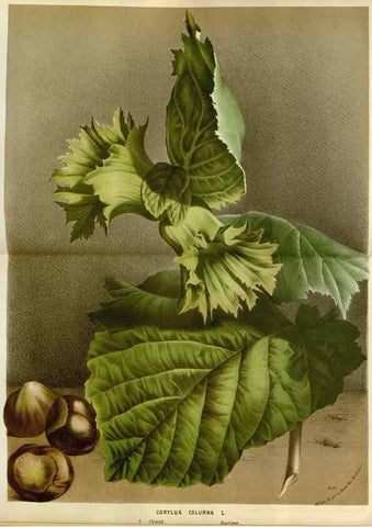 Reproducción/Reproduction 49588519147: Flore des serres et des jardins de l'Europe. A Gand :chez Louis van Houtte, eÌditeur,1845-1880.. 