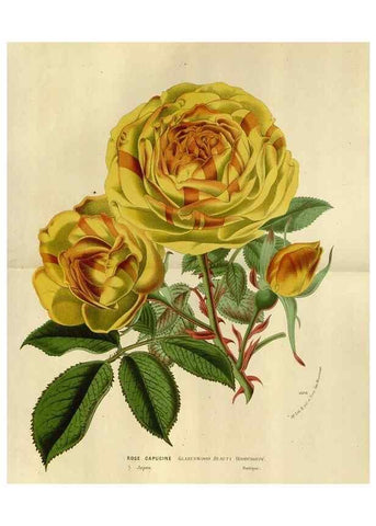 Reproducción/Reproduction 49588519492: Flore des serres et des jardins de l'Europe. A Gand :chez Louis van Houtte, eÌditeur,1845-1880.. 