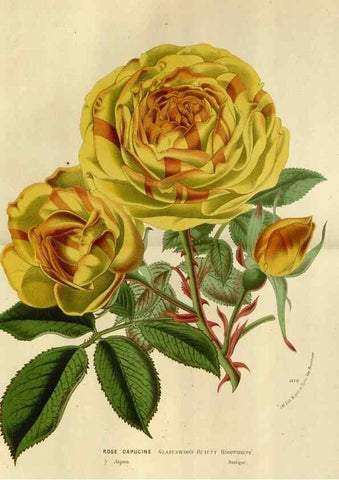 Reproducción/Reproduction 49588519492: Flore des serres et des jardins de l'Europe. A Gand :chez Louis van Houtte, eÌditeur,1845-1880.. 