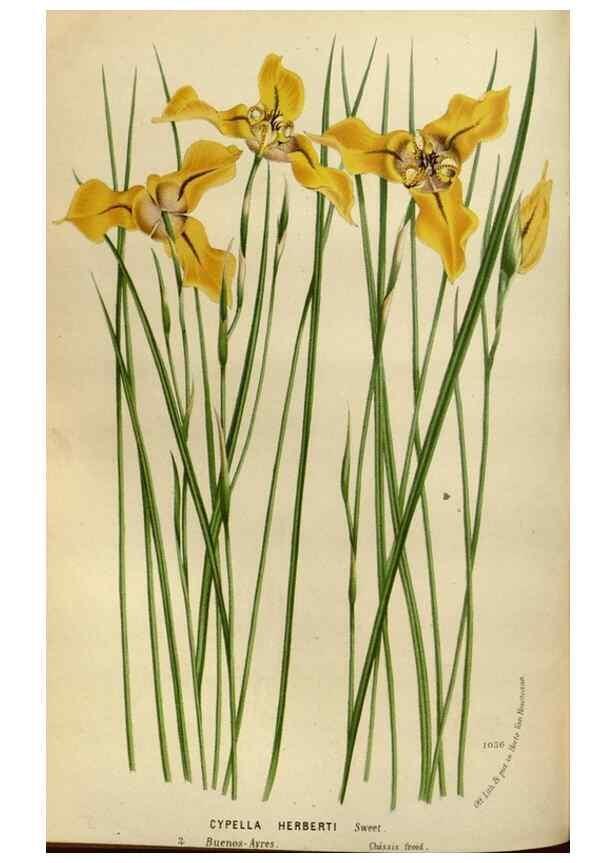 Reproducción/Reproduction 49587776533: Flore des serres et des jardins de l'Europe. A Gand :chez Louis van Houtte, eÌditeur,1845-1880.. 