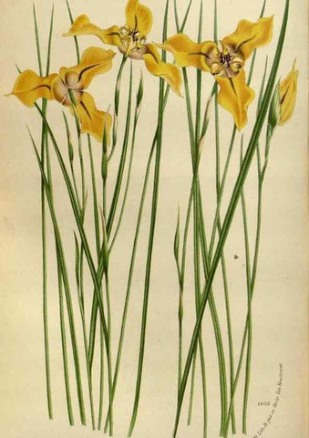 Reproducción/Reproduction 49587776533: Flore des serres et des jardins de l'Europe. A Gand :chez Louis van Houtte, eÌditeur,1845-1880.. 