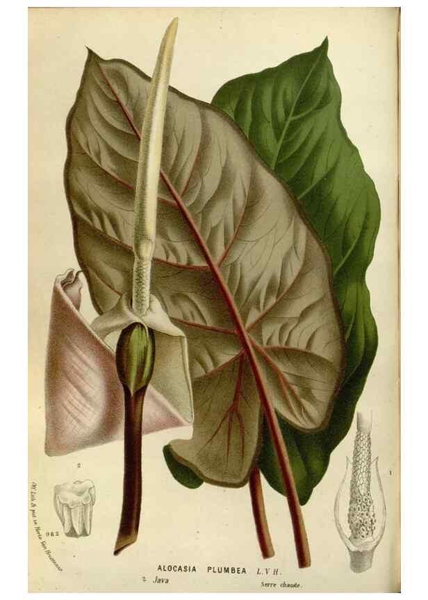 Reproducción/Reproduction 49588270386: Flore des serres et des jardins de l'Europe. A Gand :chez Louis van Houtte, eÌditeur,1845-1880.. 