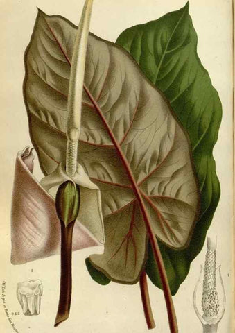 Reproducción/Reproduction 49588270386: Flore des serres et des jardins de l'Europe. A Gand :chez Louis van Houtte, eÌditeur,1845-1880.. 