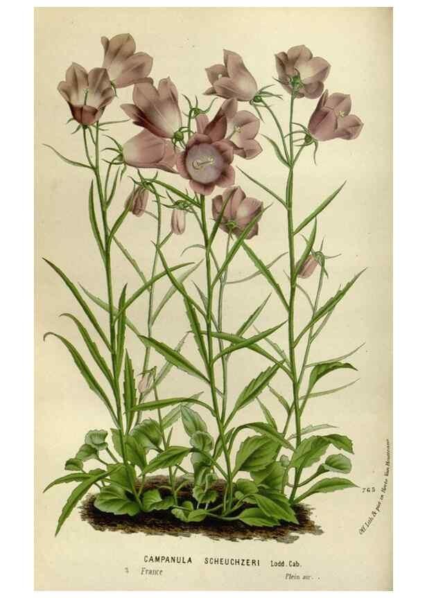 Reproducción/Reproduction 49588270121: Flore des serres et des jardins de l'Europe. A Gand :chez Louis van Houtte, eÌditeur,1845-1880.. 