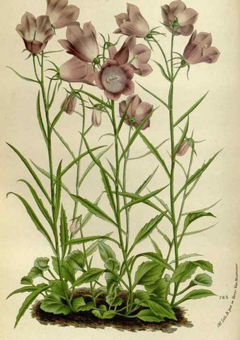 Reproducción/Reproduction 49588270121: Flore des serres et des jardins de l'Europe. A Gand :chez Louis van Houtte, eÌditeur,1845-1880.. 
