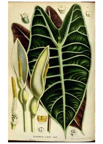 Reproducción/Reproduction 49587775733: Flore des serres et des jardins de l'Europe. A Gand :chez Louis van Houtte, eÌditeur,1845-1880.. 