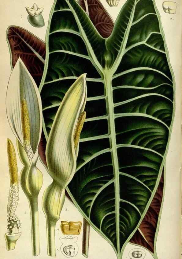 Reproducción/Reproduction 49587775733: Flore des serres et des jardins de l'Europe. A Gand :chez Louis van Houtte, eÌditeur,1845-1880.. 