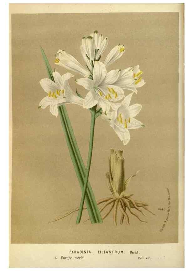 Reproducción/Reproduction 49588264861: Flore des serres et des jardins de l'Europe. A Gand :chez Louis van Houtte, eÌditeur,1845-1880.. 
