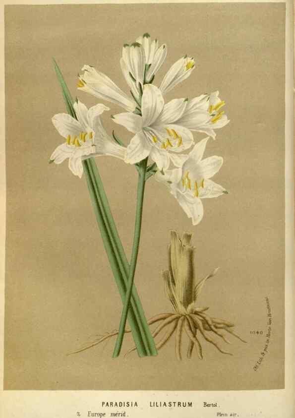 Reproducción/Reproduction 49588264861: Flore des serres et des jardins de l'Europe. A Gand :chez Louis van Houtte, eÌditeur,1845-1880.. 