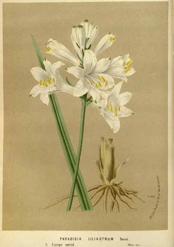 Reproducción/Reproduction 49588264861: Flore des serres et des jardins de l'Europe. A Gand :chez Louis van Houtte, eÌditeur,1845-1880.. 