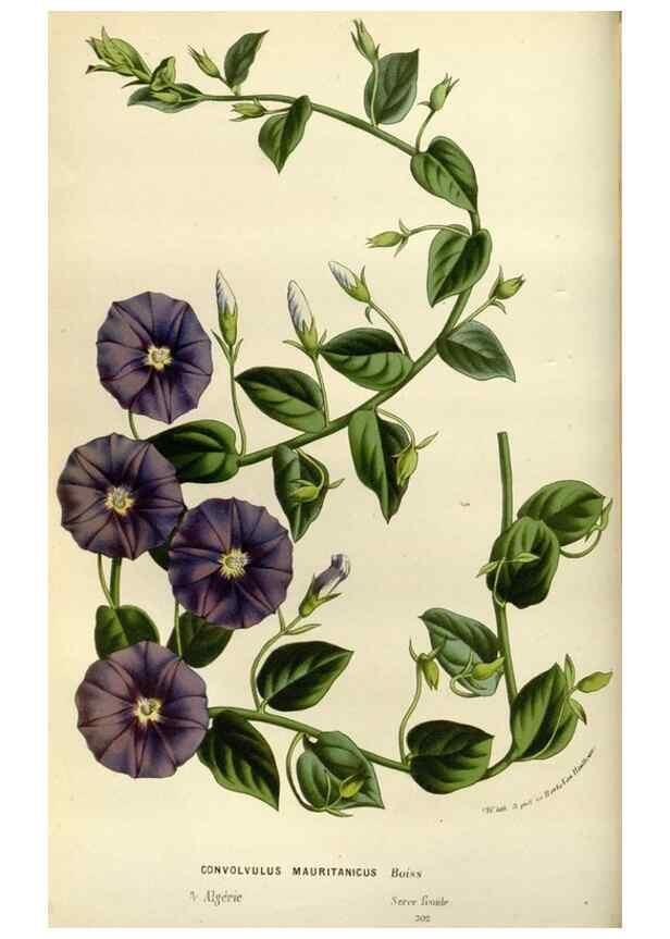 Reproducción/Reproduction 49588508872: Flore des serres et des jardins de l'Europe. A Gand :chez Louis van Houtte, eÌditeur,1845-1880.. 