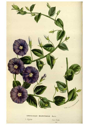 Reproducción/Reproduction 49588508872: Flore des serres et des jardins de l'Europe. A Gand :chez Louis van Houtte, eÌditeur,1845-1880.. 