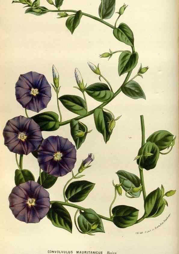 Reproducción/Reproduction 49588508872: Flore des serres et des jardins de l'Europe. A Gand :chez Louis van Houtte, eÌditeur,1845-1880.. 