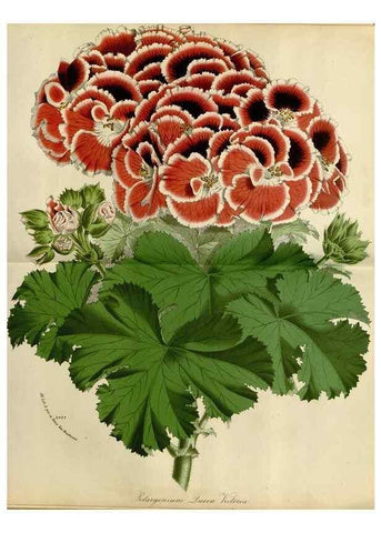 Reproducción/Reproduction 49588265671: Flore des serres et des jardins de l'Europe. A Gand :chez Louis van Houtte, eÌditeur,1845-1880.. 