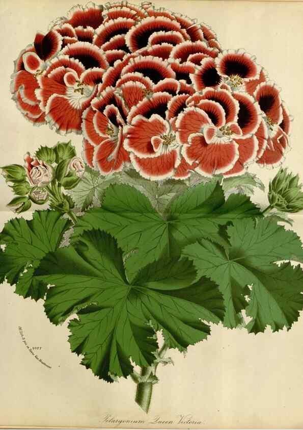 Reproducción/Reproduction 49588265671: Flore des serres et des jardins de l'Europe. A Gand :chez Louis van Houtte, eÌditeur,1845-1880.. 