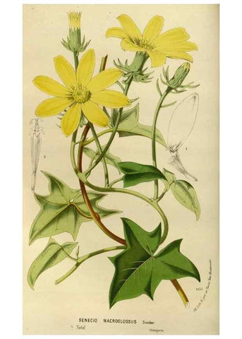Reproducción/Reproduction 49588509737: Flore des serres et des jardins de l'Europe. A Gand :chez Louis van Houtte, eÌditeur,1845-1880.. 
