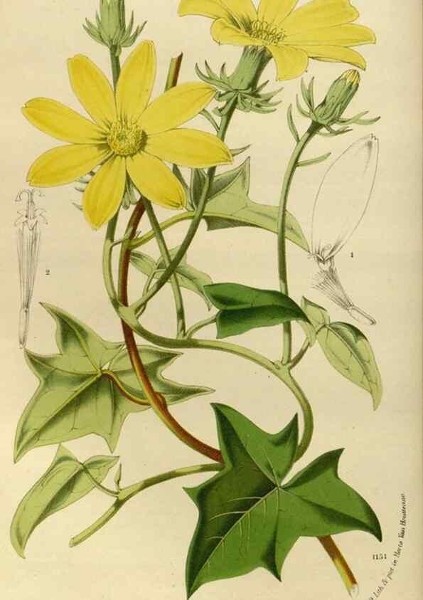 Reproducción/Reproduction 49588509737: Flore des serres et des jardins de l'Europe. A Gand :chez Louis van Houtte, eÌditeur,1845-1880.. 