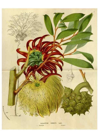 Reproducción/Reproduction 49587772363: Flore des serres et des jardins de l'Europe. A Gand :chez Louis van Houtte, eÌditeur,1845-1880.. 