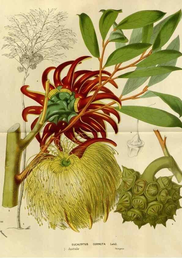Reproducción/Reproduction 49587772363: Flore des serres et des jardins de l'Europe. A Gand :chez Louis van Houtte, eÌditeur,1845-1880.. 