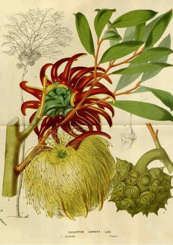 Reproducción/Reproduction 49587772363: Flore des serres et des jardins de l'Europe. A Gand :chez Louis van Houtte, eÌditeur,1845-1880.. 