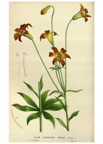 Reproducción/Reproduction 49588510402: Flore des serres et des jardins de l'Europe. A Gand :chez Louis van Houtte, eÌditeur,1845-1880.. 
