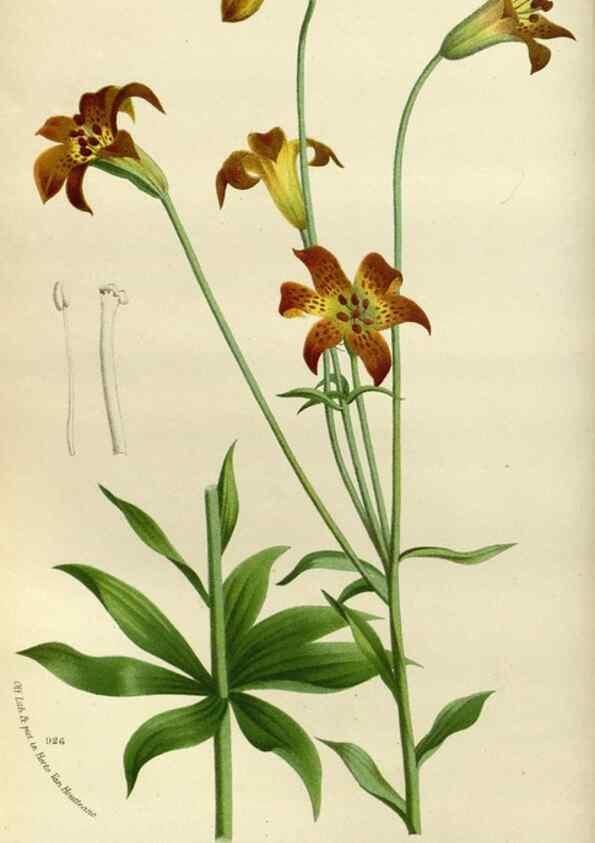 Reproducción/Reproduction 49588510402: Flore des serres et des jardins de l'Europe. A Gand :chez Louis van Houtte, eÌditeur,1845-1880.. 