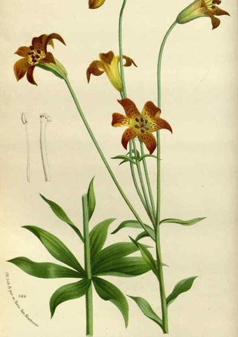 Reproducción/Reproduction 49588510402: Flore des serres et des jardins de l'Europe. A Gand :chez Louis van Houtte, eÌditeur,1845-1880.. 