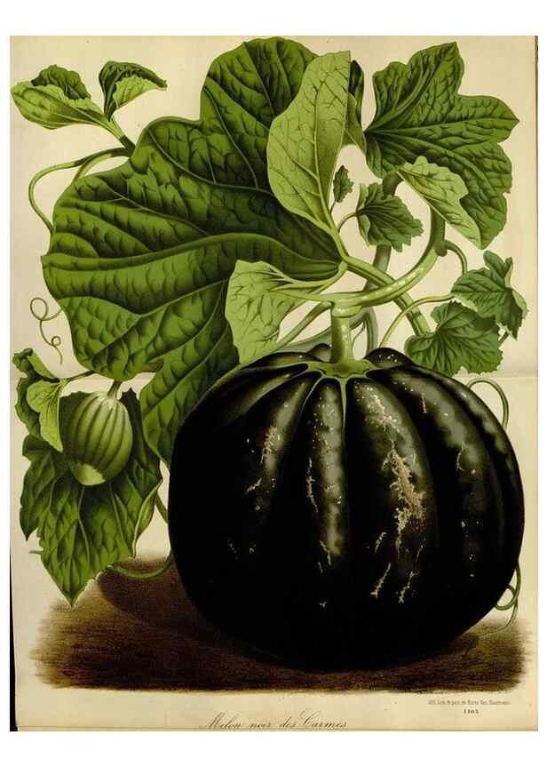 Reproducción/Reproduction 49587770313: Flore des serres et des jardins de l'Europe. A Gand :chez Louis van Houtte, eÌditeur,1845-1880.. 